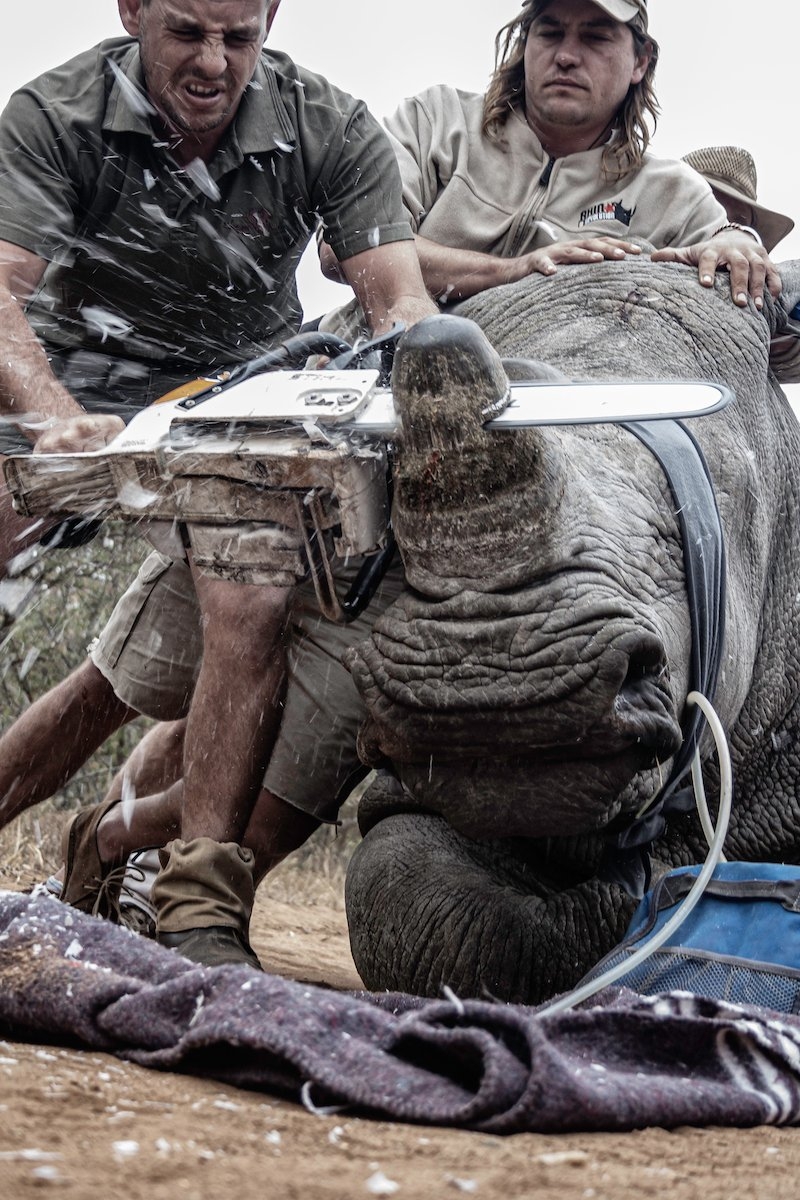 Rhino dehorning CIWEM award winning photo.